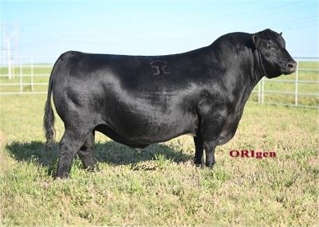 Basin True Grit 1021